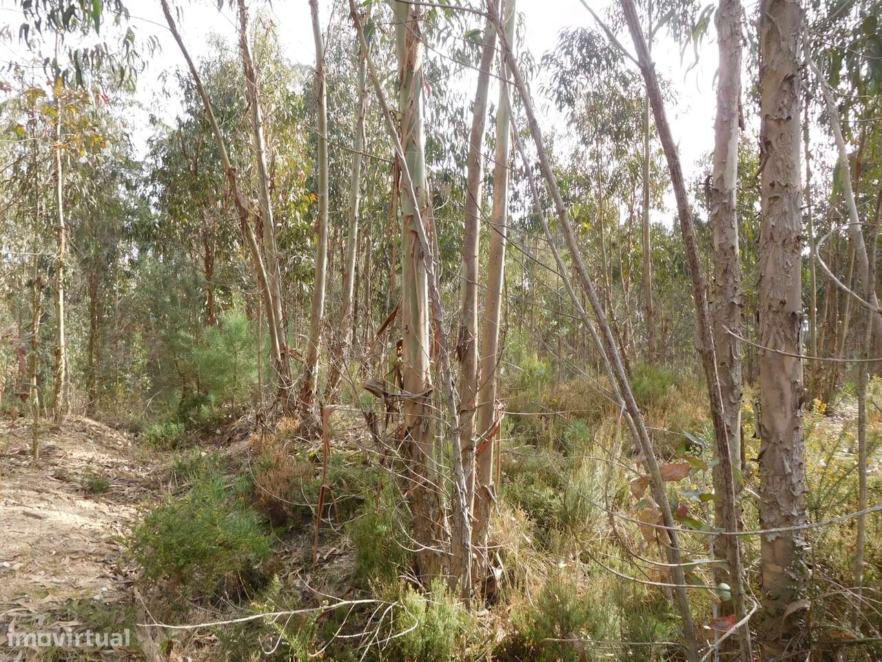 Terreno / Construção / Armazém / Barosa / Leiria - Grande imagem: 5/12