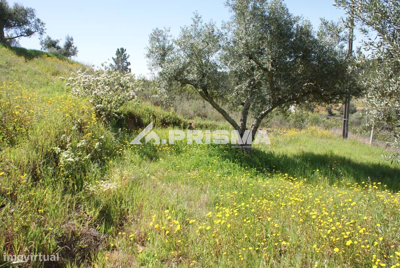 Terreno Rústico para Venda em Martim Branco - Grande imagem: 4/26