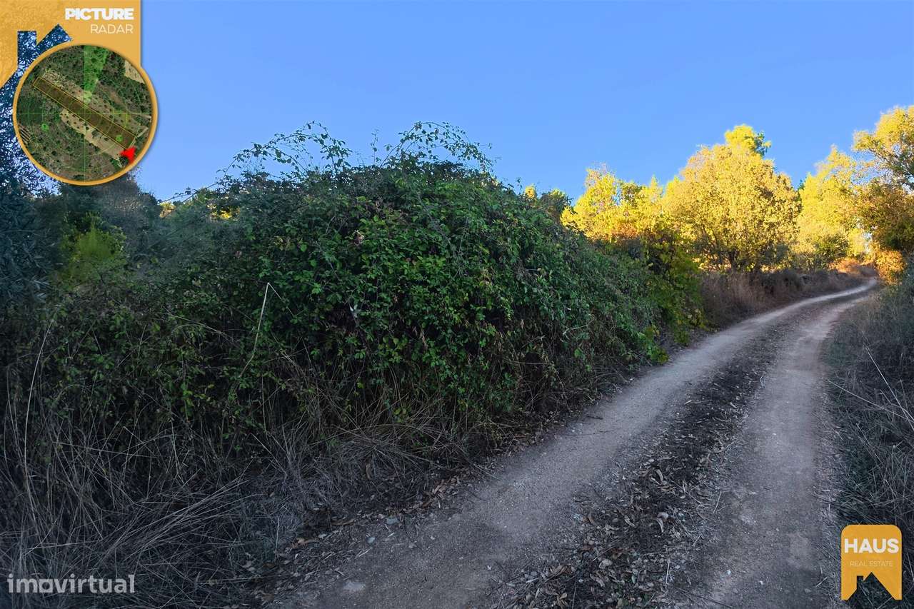 Terreno Rústico 2.300m² c/ Muros de Pedra – Juncal do Campo-13