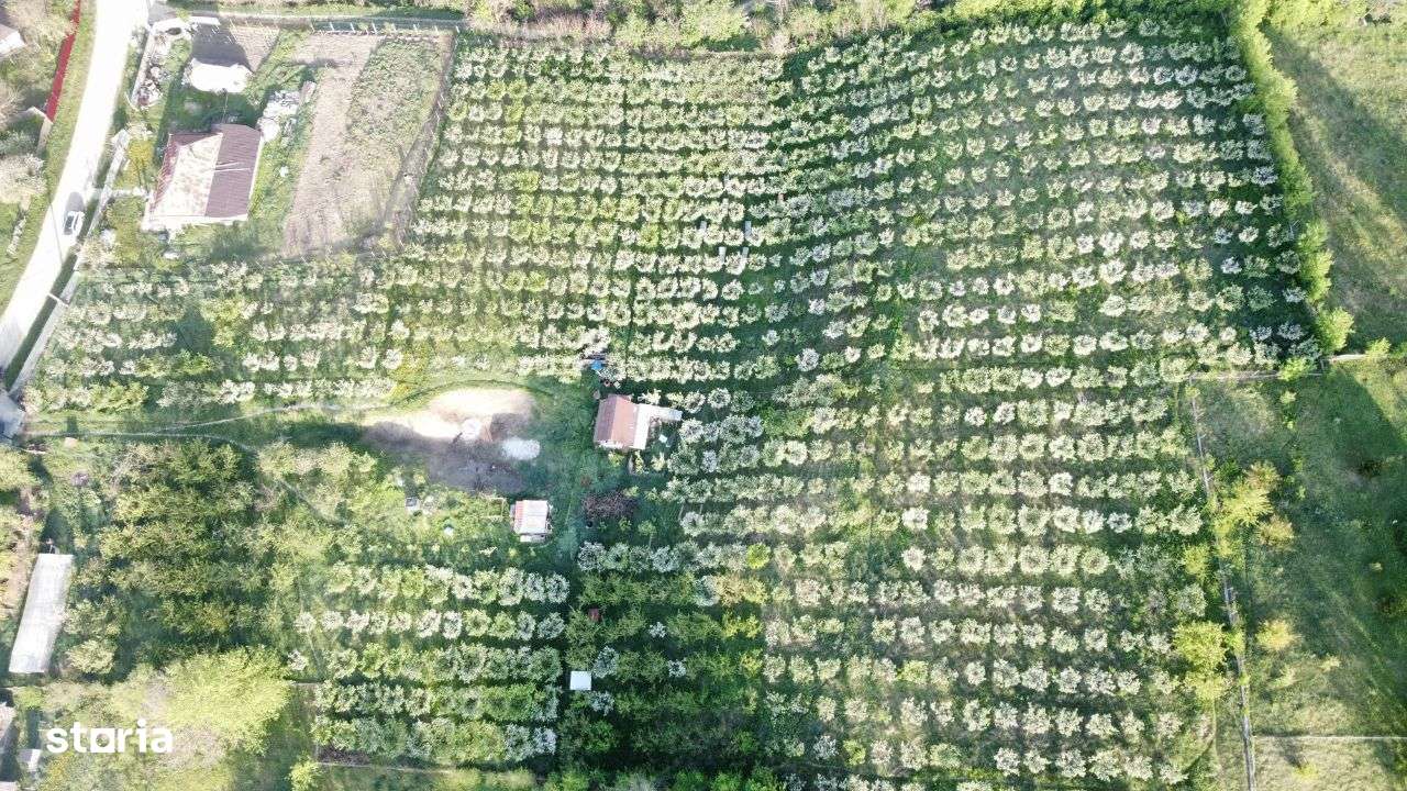 Hala - Spatiu Comercial - Livada , Sat Ciuturesti - Com. Secuieni-11