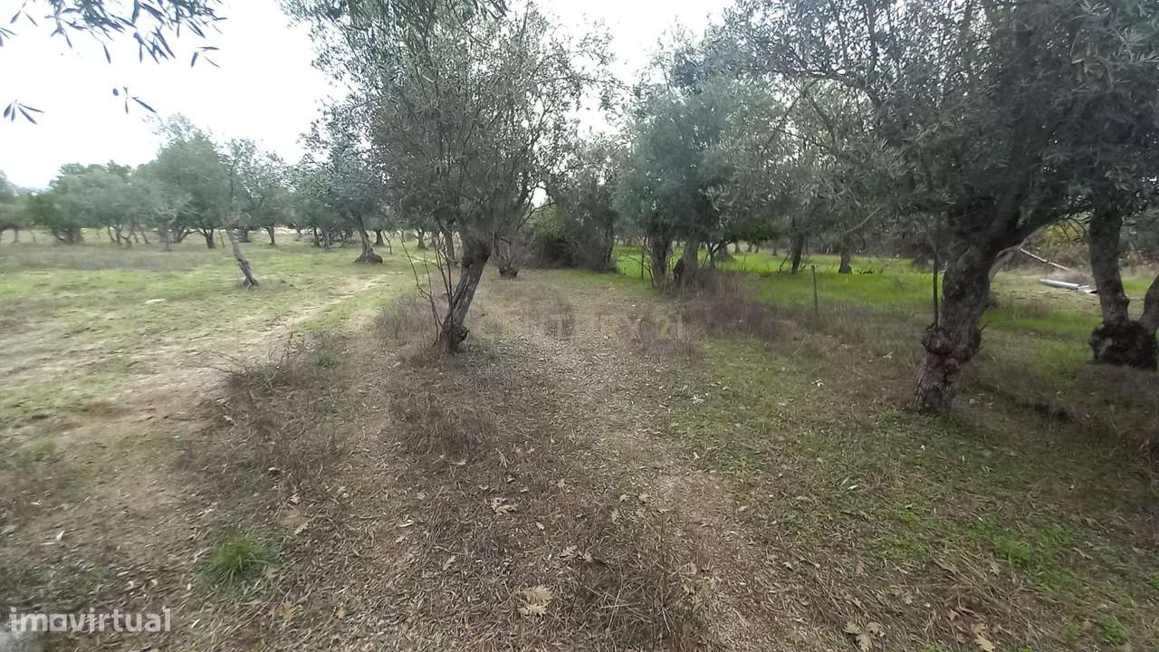 Terreno Rustico Lardosa - Grande imagem: 3/15