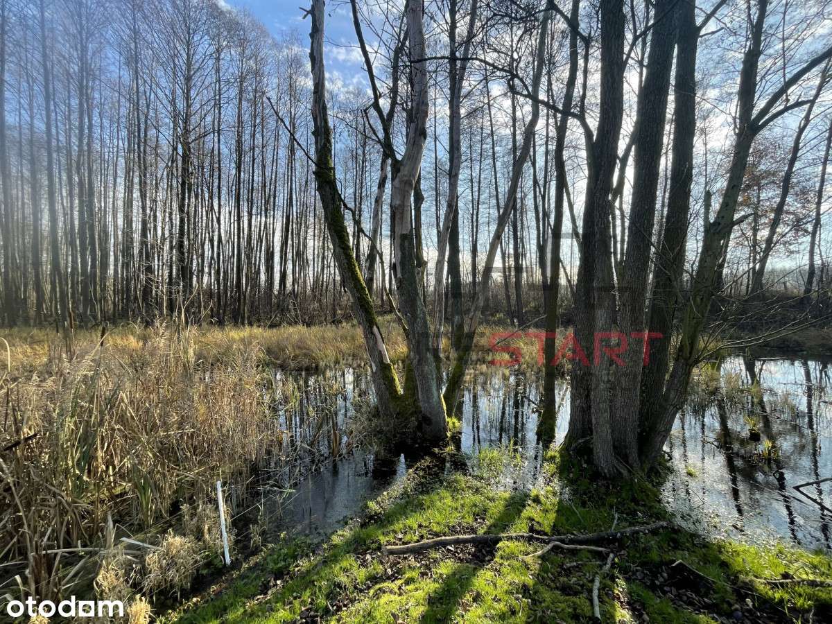 Urokliwe siedlisko w Korabiewicach - Pełny obrazek: 5/20
