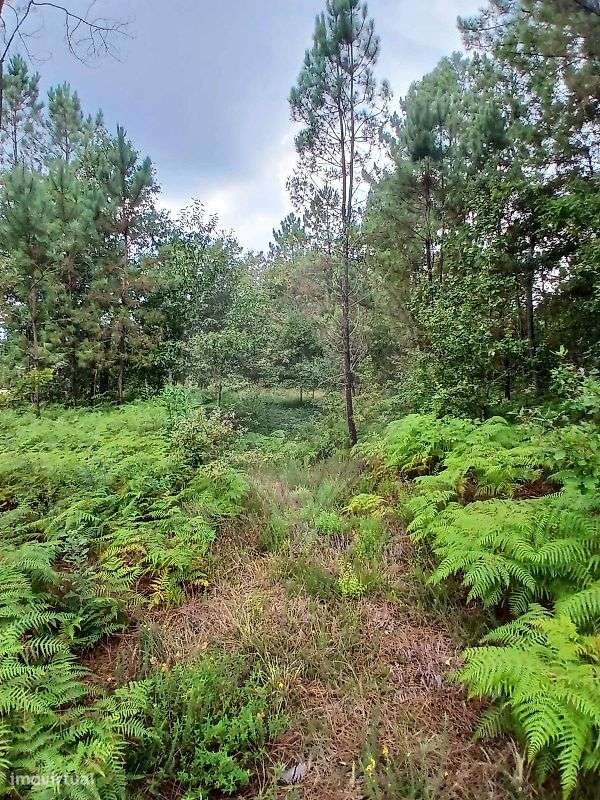 Terreno  para venda - Grande imagem: 4/4