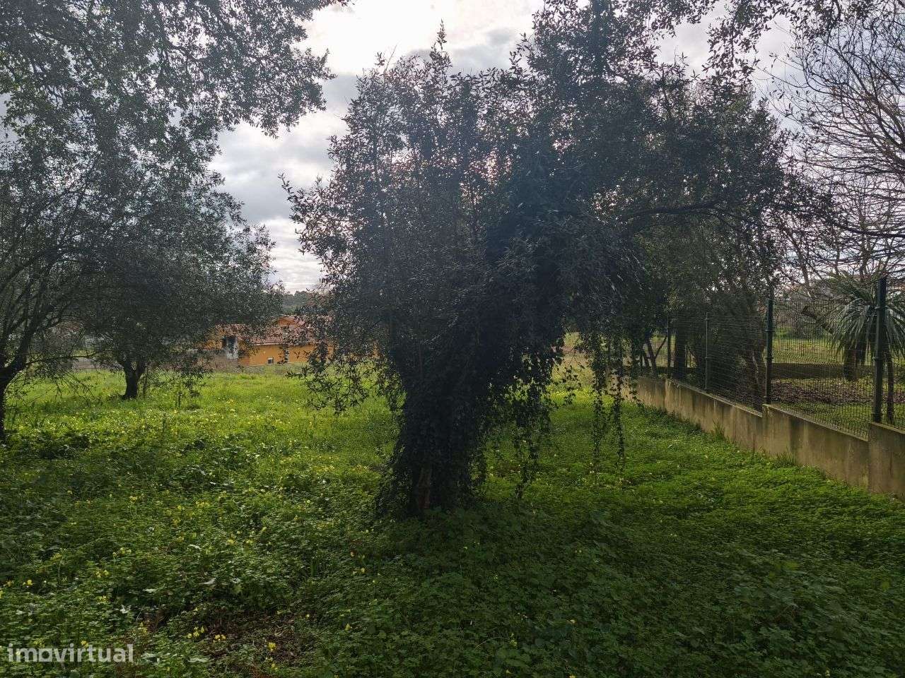 Terreno urbanizável de 2390m² – zona calma e soalheira, em Pataias - Grande imagem: 4/16