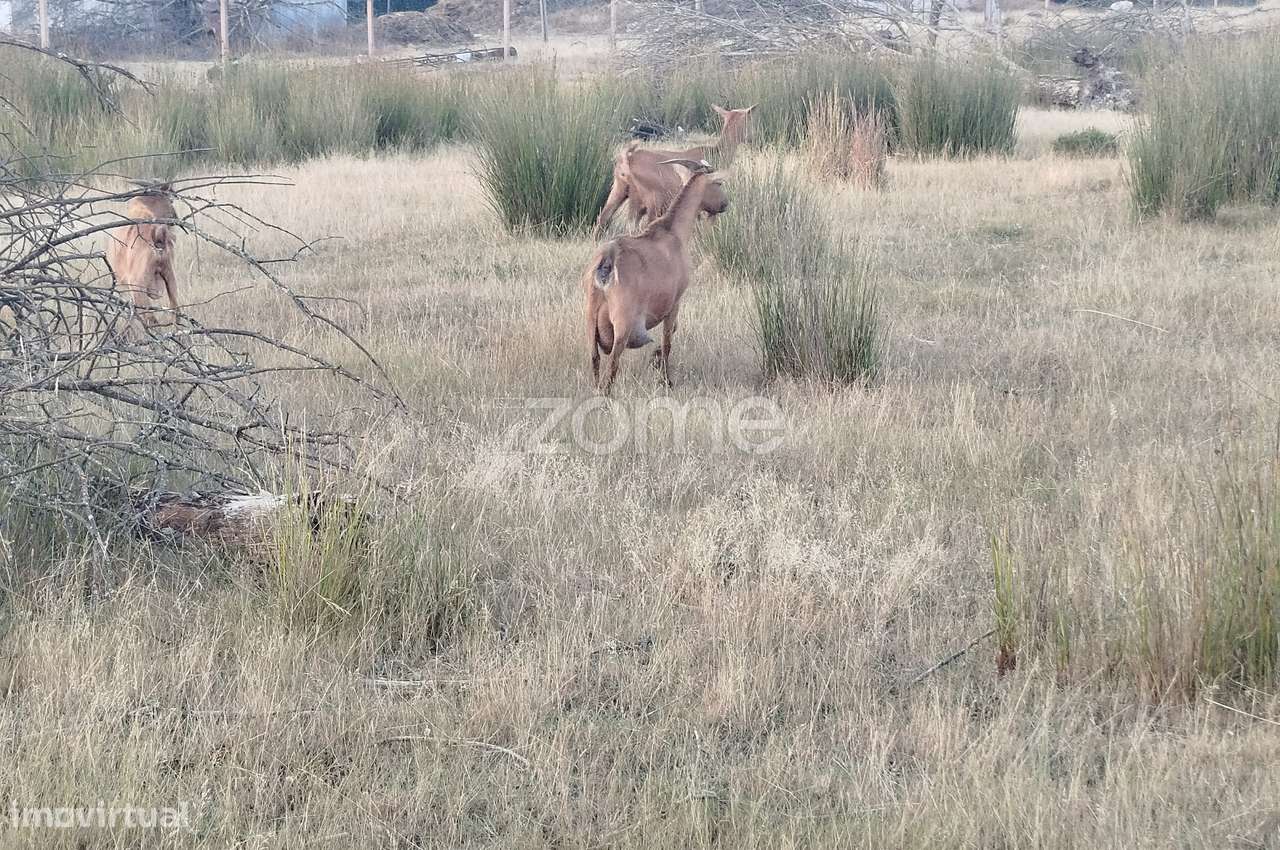 Herdade com três lagos, venha conhecer Oportunidade Única - Grande imagem: 2/29