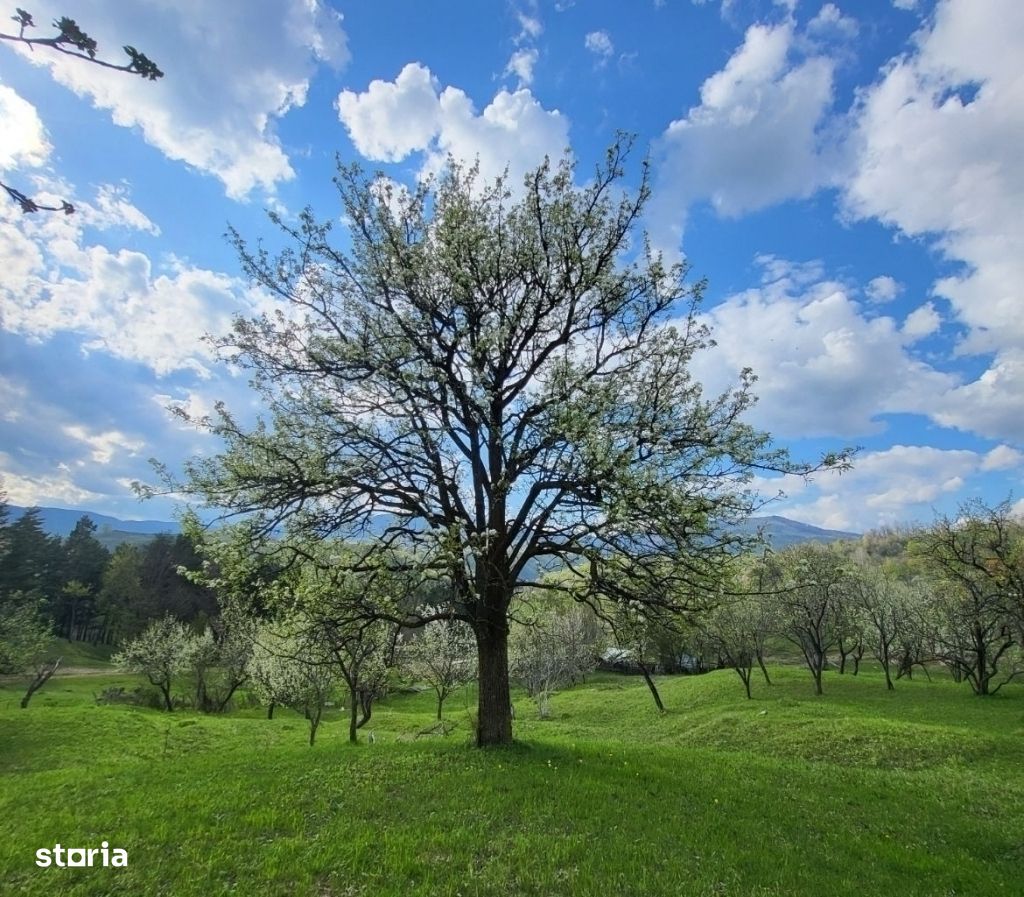 Teren în Comarnic, la marginea pădurii