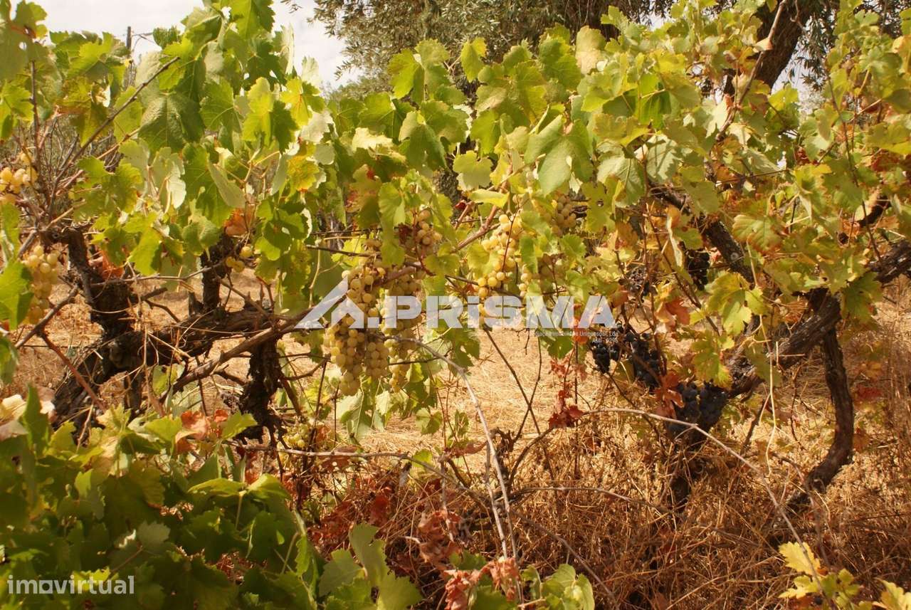 Quinta para Venda em Orca - Fundão-18