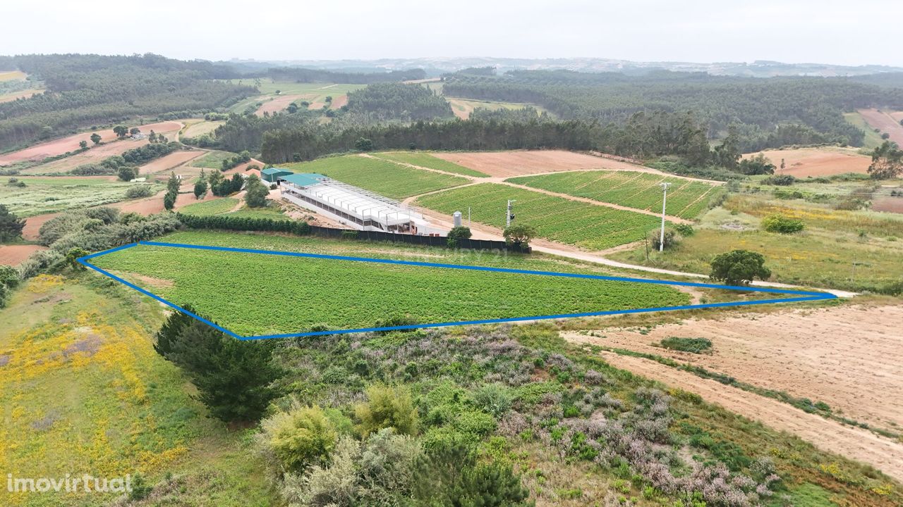 Terreno Rústico- Ribeira de Palheiros (Lourinhã)