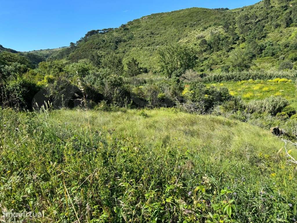 Terreno Rustico com 4250m2, no Carvalhal - Grande imagem: 5/9