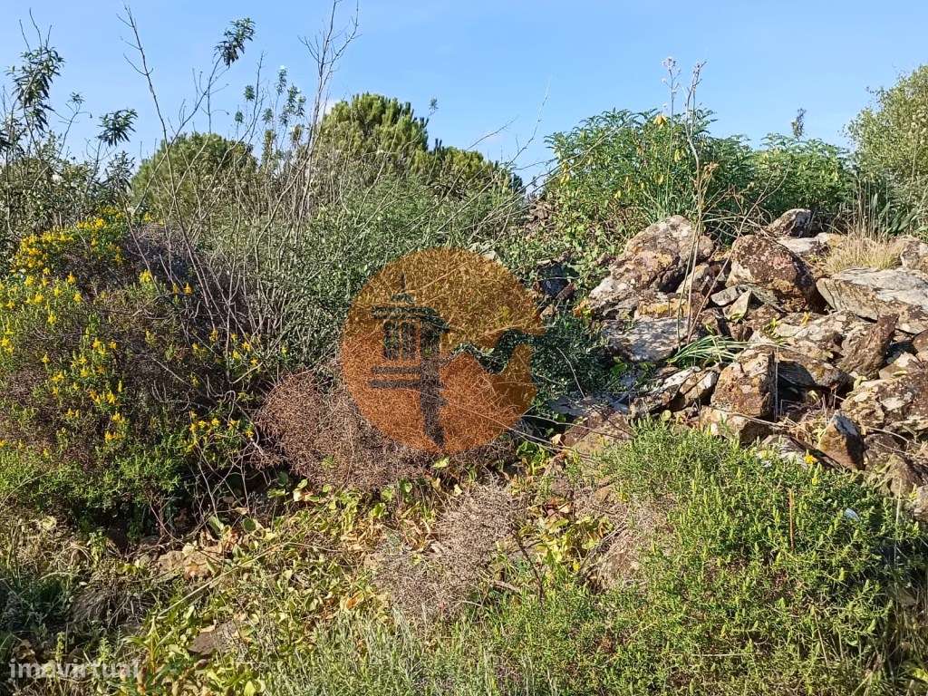 TERRENO COM 42.480 M2 - POSSIBILIDADE DE CONSTRUIR ARMAZEM - BELICH... - Grande imagem: 5/50