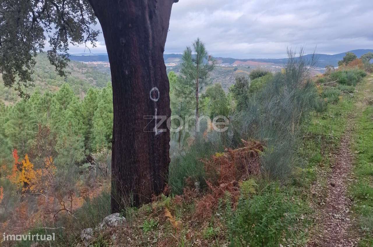 Prédio Rústico à Venda – com sobreiro e Ruina - Grande imagem: 4/15