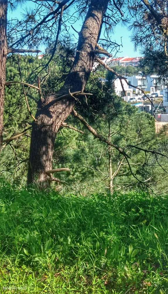 Terreno urbano para construção com área total de 257 m2 na Quinta do D - Grande imagem: 2/8