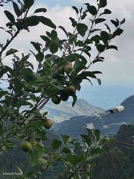 Permuto casa no Santo da Serra, por casa /ruína no Porto Santo  ou Fx - Grande imagem: 5/6
