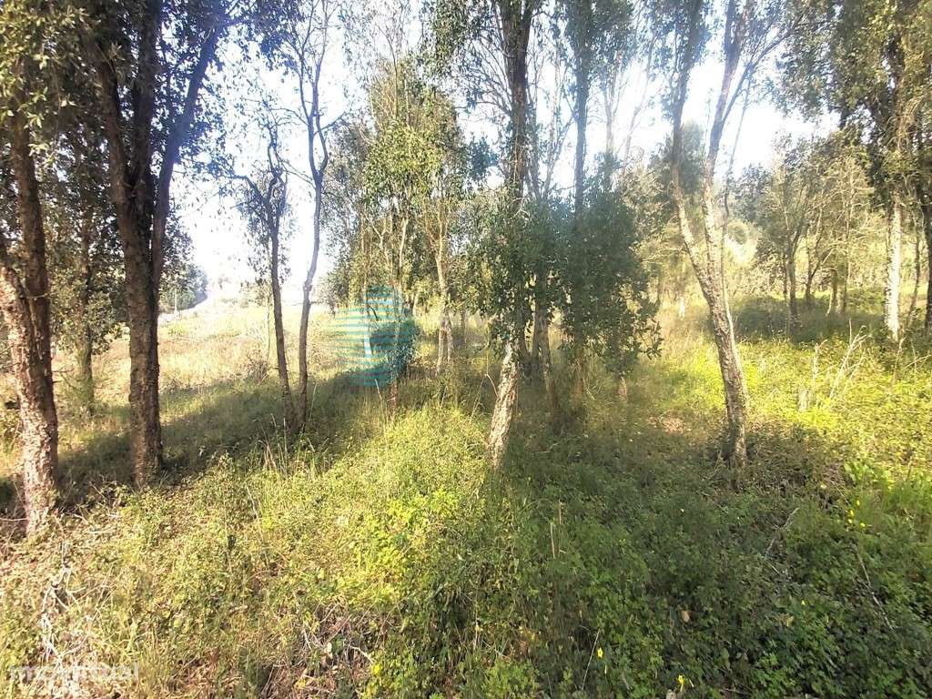 Terreno excelente localização, em Roliça - Grande imagem: 4/8