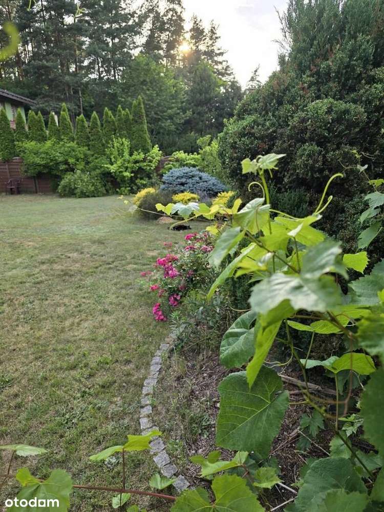 Dom z własnym lasem w Kochlicach-17