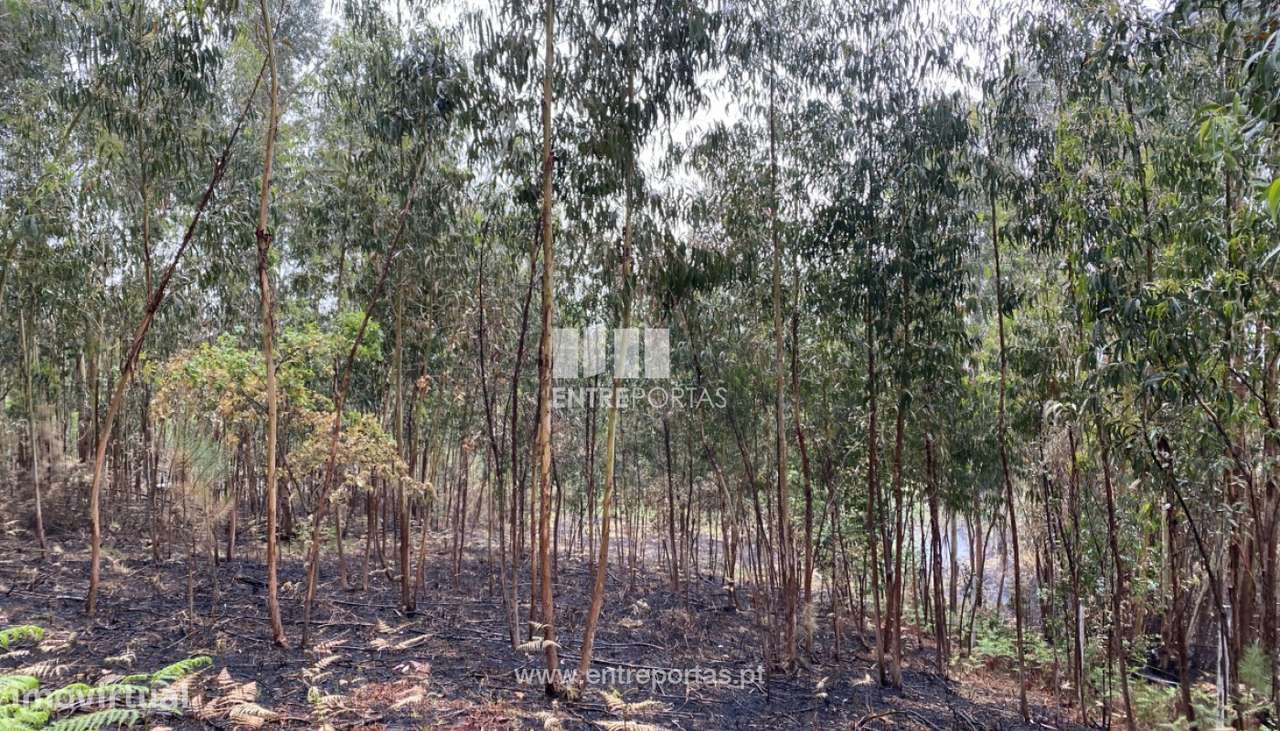 Venda Terreno com área de 2300 m2, Vila Boa do Bispo, Marco de Canave - Grande imagem: 3/31