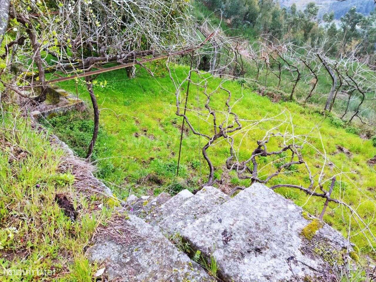 Terreno / Baião, Baião (Santa Leocádia) e Mesquinhata - Grande imagem: 2/11