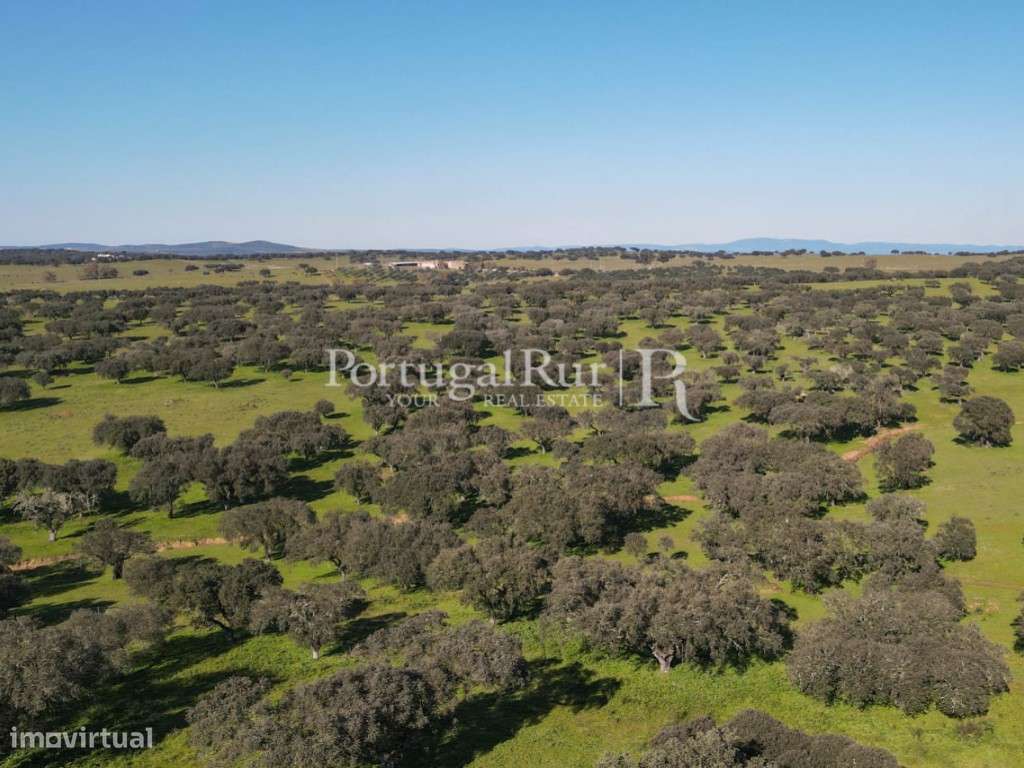 Herdade de 18 hectares perto de Estremoz-30
