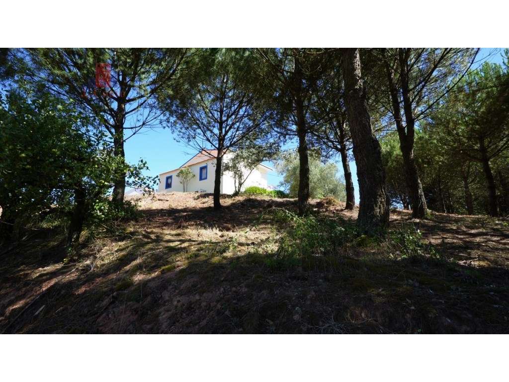 Quintinha com 14.000m2 de terreno com mina de água e árvores de fruto.-40