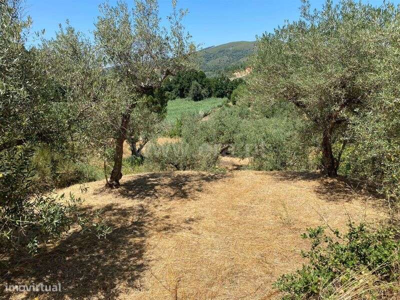 Terreno Rústico / Fundão, Castelejo - Grande imagem: 4/4