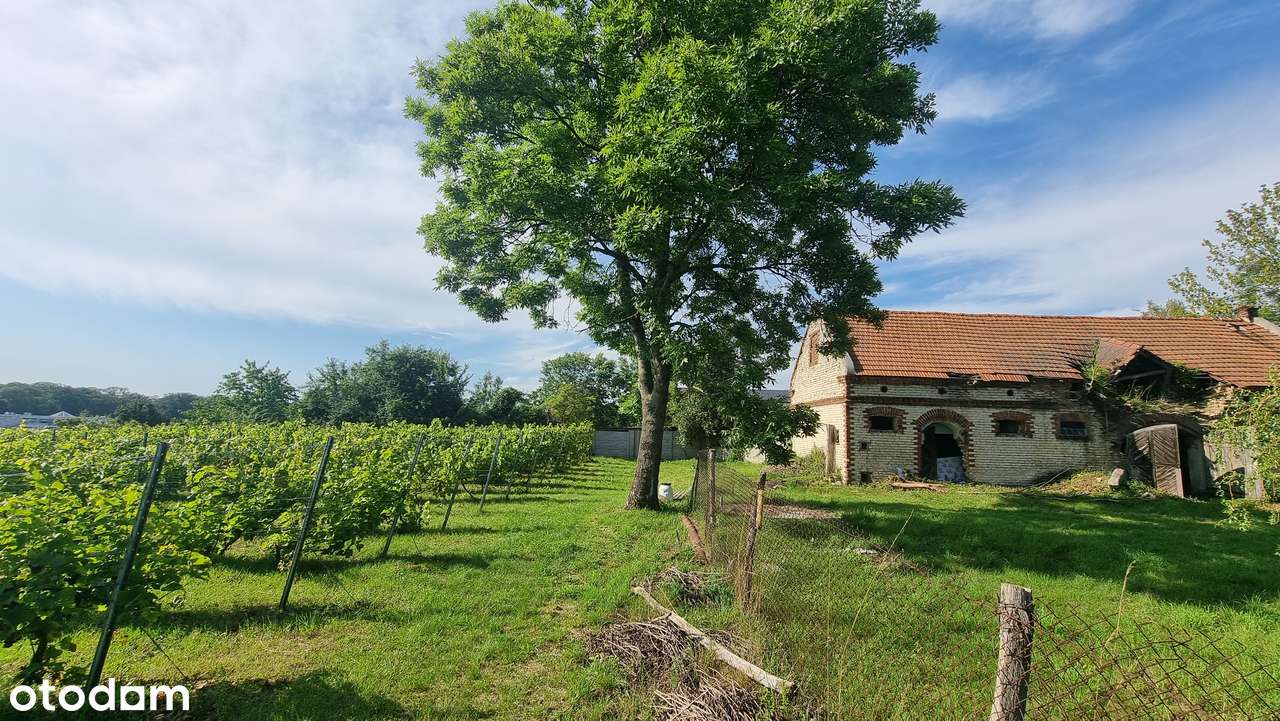 Na sprzedaż winnica + działka inwestycyjna hotel gastronomia Uniejów-9