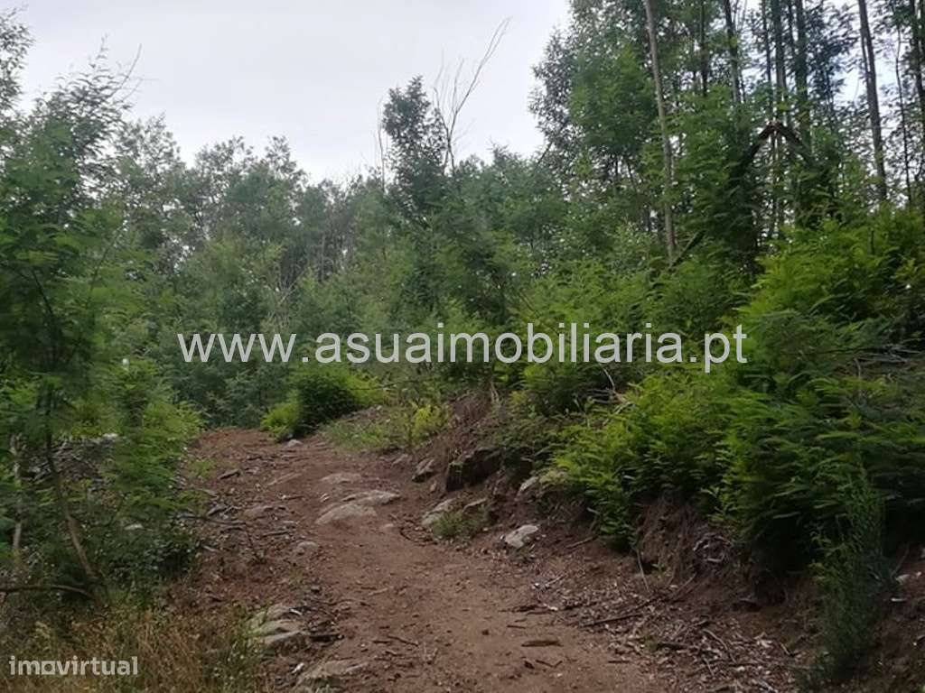 Bouça - Ferreiros - Grande imagem: 3/5