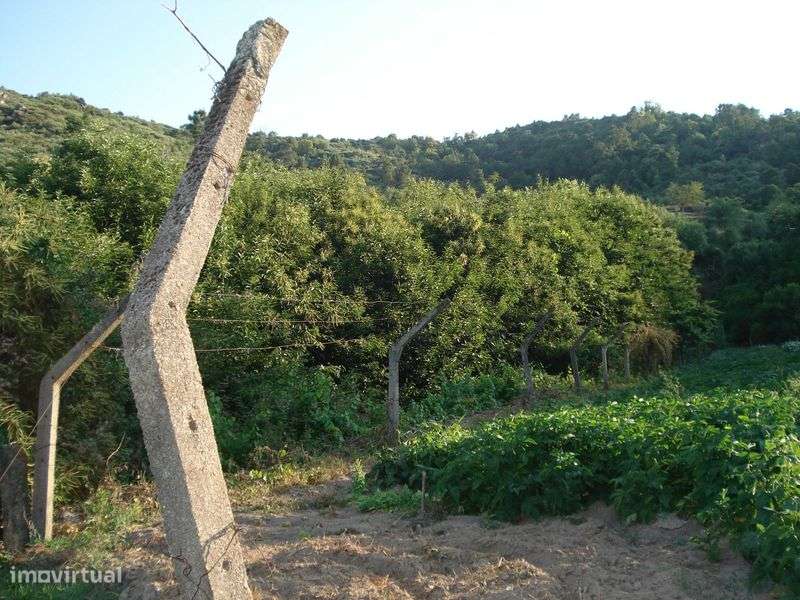 Terreno Rústico em Pegarinhos com Castanheiros – 3.000 m² - Grande imagem: 4/4