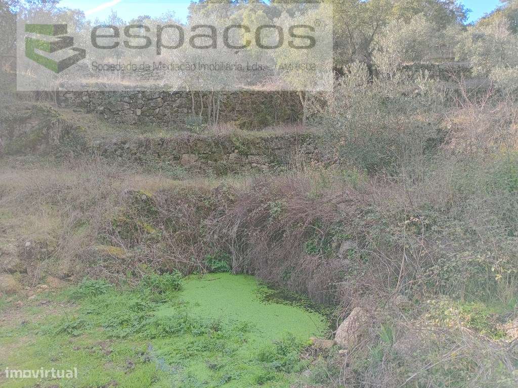 Terreno Rústico a 15 minutos de Castelo Branco-15