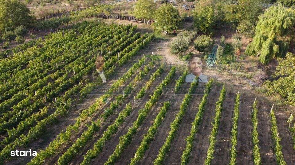 Teren intravilan Tecuci/Podgorie si Pomi Fructiferi/5000 mp - Imagine principală: 3/14