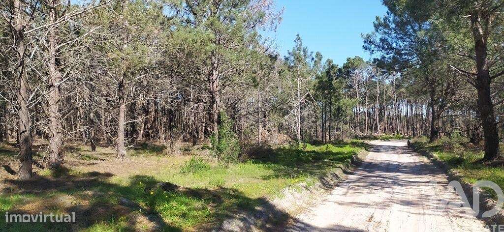 Terreno T1 em Vila do Bispo e Raposeira de 344887,00 m2 - Grande imagem: 4/27