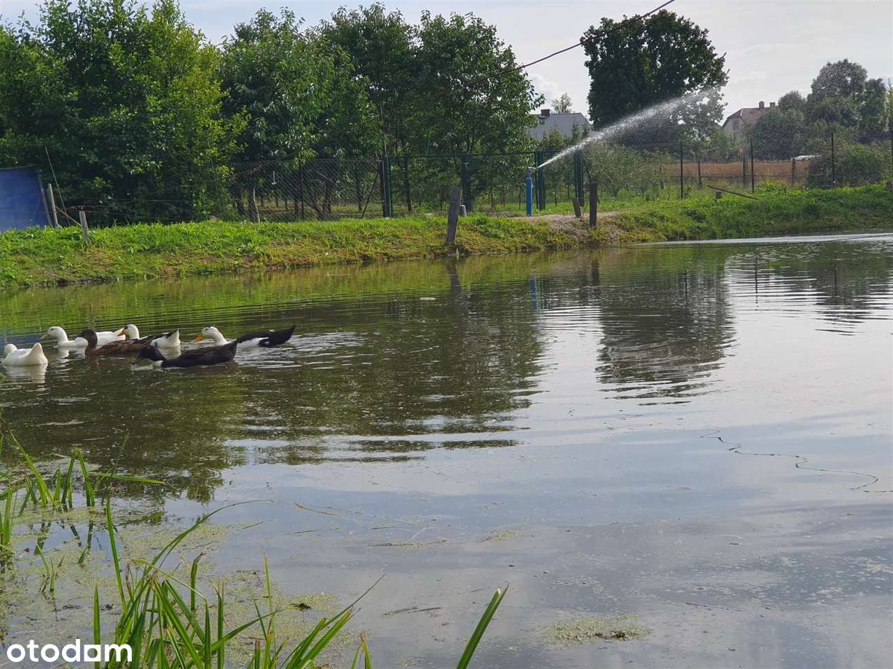 Okazja! DOM Siedlisko Budynki Gosp SAD Staw ok 1h-14