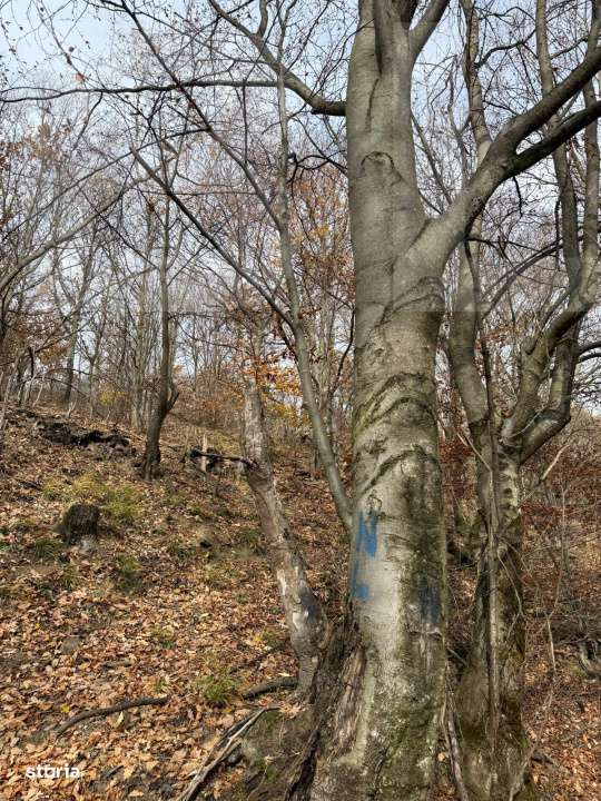 Teren extravilan impadurit, 8271 mp ideal pentru investitie. - Imagine principală: 4/6
