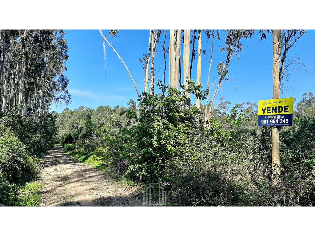 Terreno Rústico - São João, Ovar - Grande imagem: 2/6