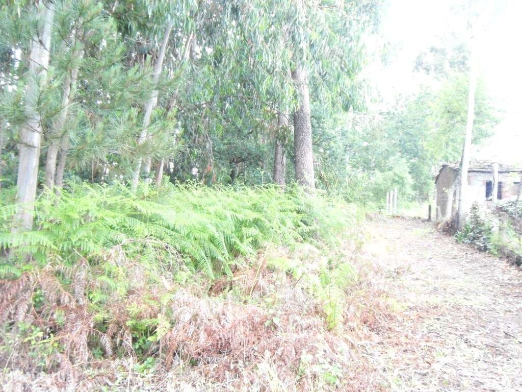 Bouça em Anais, Ponte de Lima. - Grande imagem: 2/3