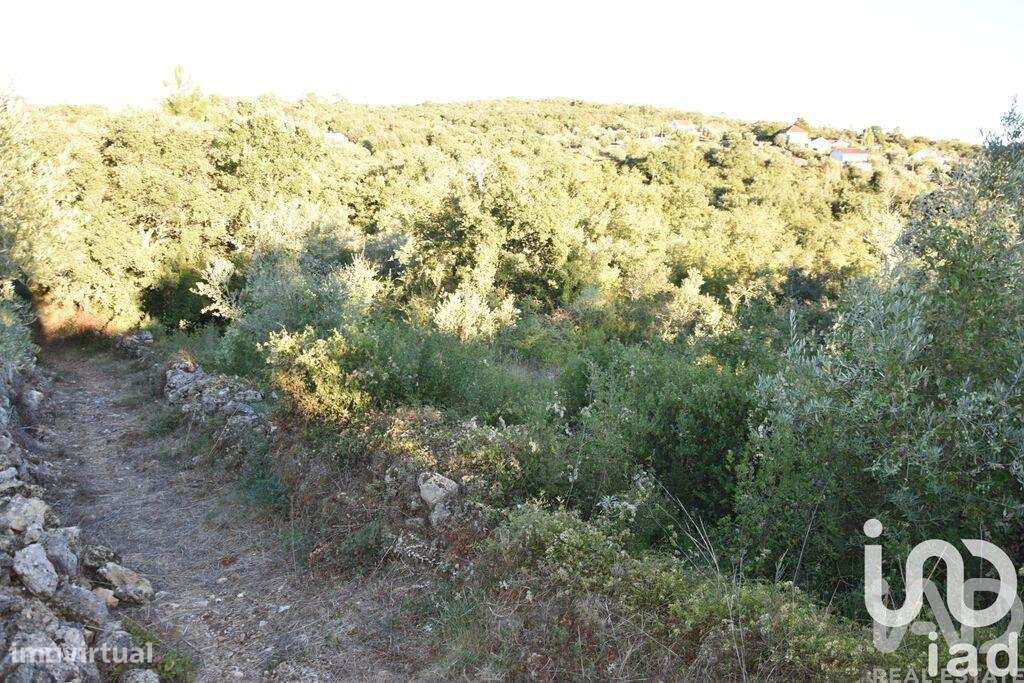 Terreno Agrícola em Chãos - Grande imagem: 5/35