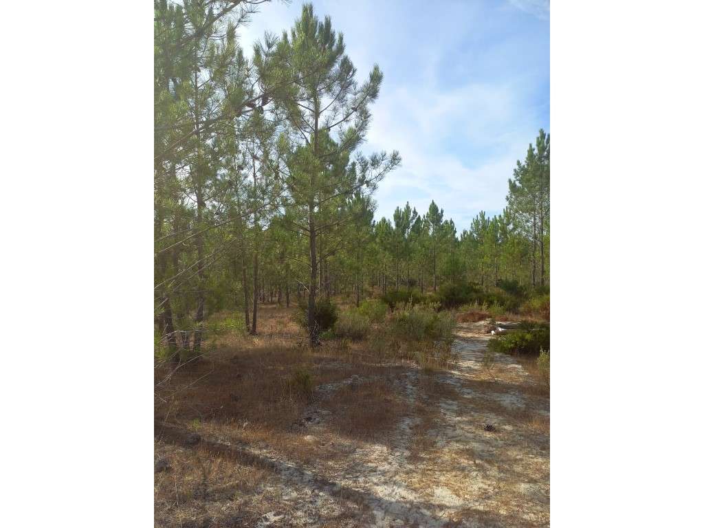 Terreno - Freguesia da Comporta-8