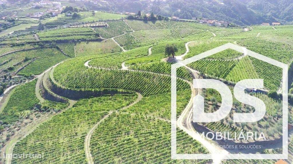 Douro Vinhateiro, Quinta Turística-30
