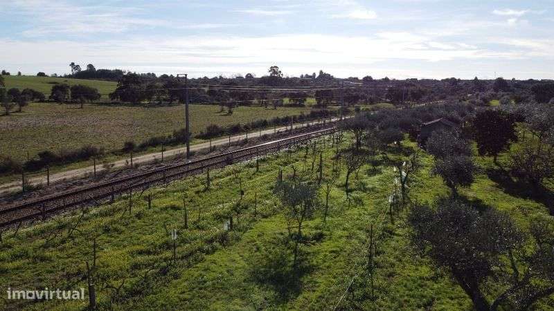 Vende-se quinta na Lardosa, local Ribeirinha. - Grande imagem: 5/8