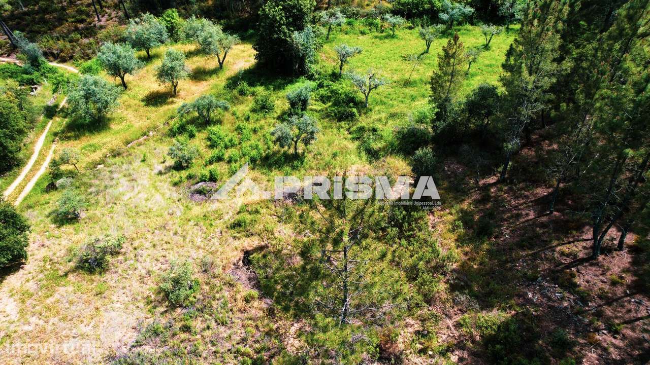 Terreno Rústico para Venda em Sarzedas - Grande imagem: 5/15