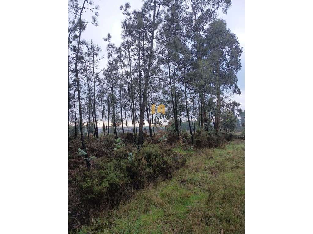 Terreno florestal em Balazar - Grande imagem: 4/8