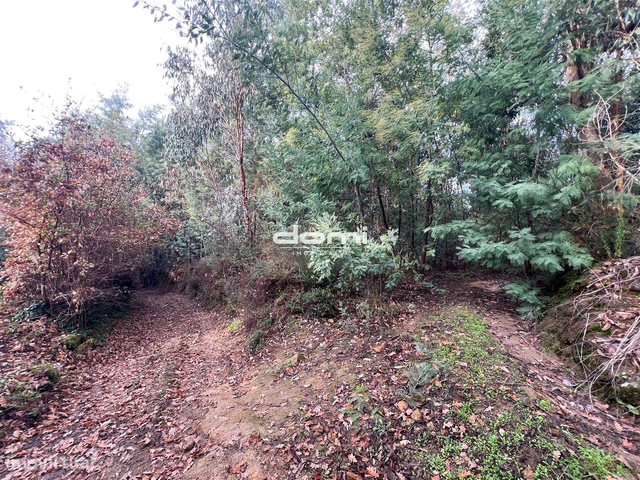 Pinhal com 11.413 m² em Vouzela🌲 - Grande imagem: 4/8