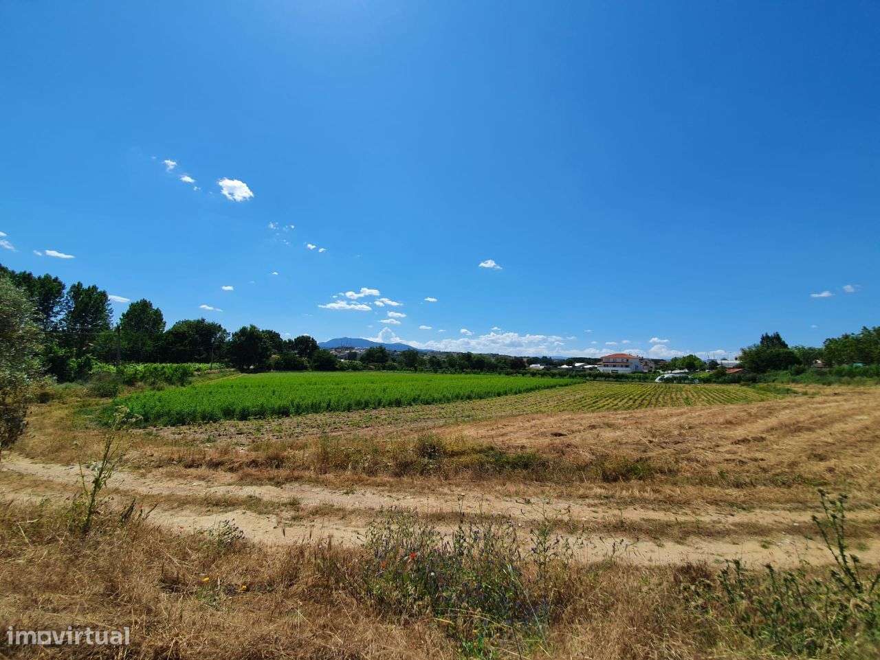 Vende terreno 1,5 hect Mirandela - Grande imagem: 4/22