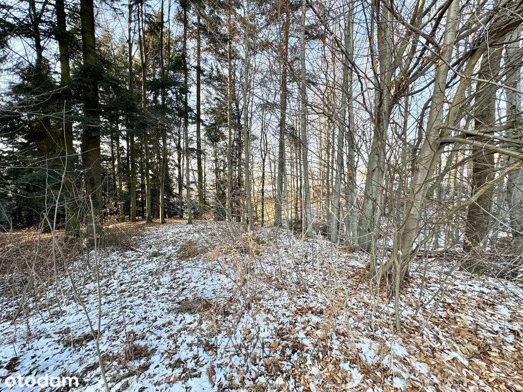 Działka budowlana w sąsiedztwie zagajnika-7