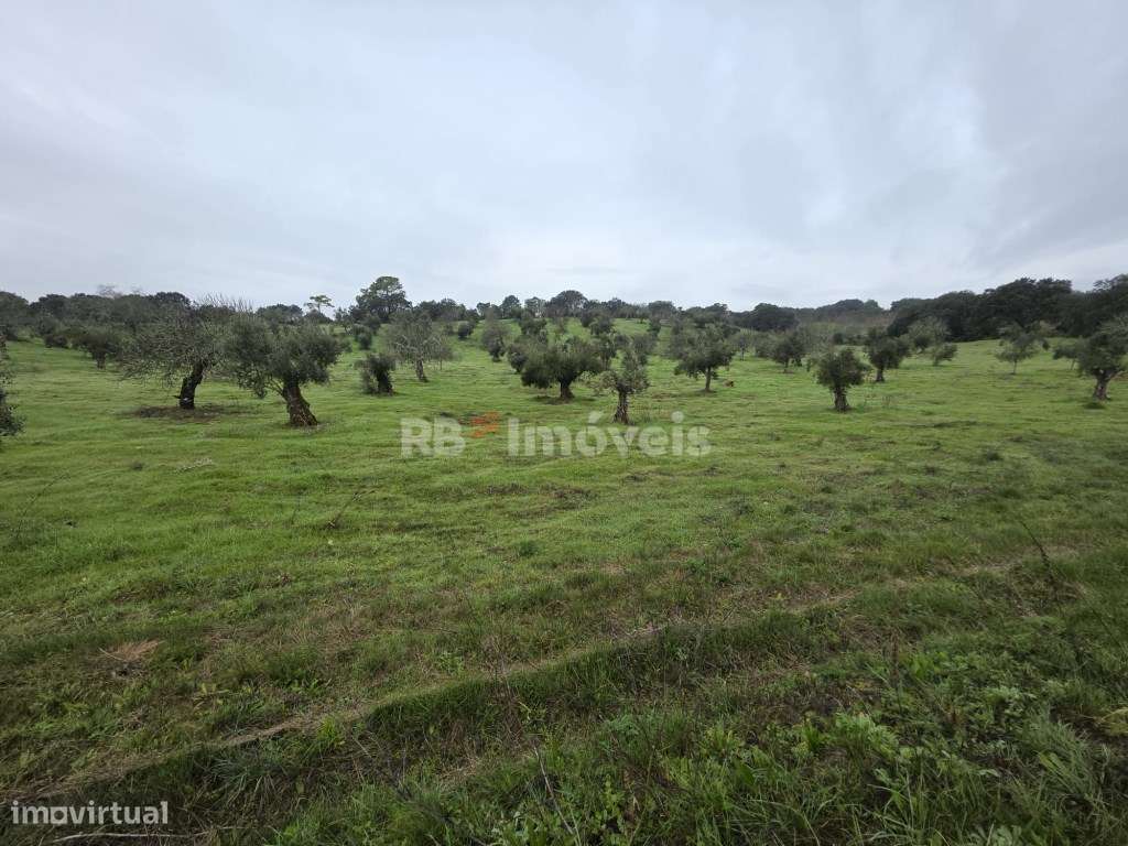 Terreno rústico com malha urbana - Vila do Paço, Torres Novas - Grande imagem: 3/10