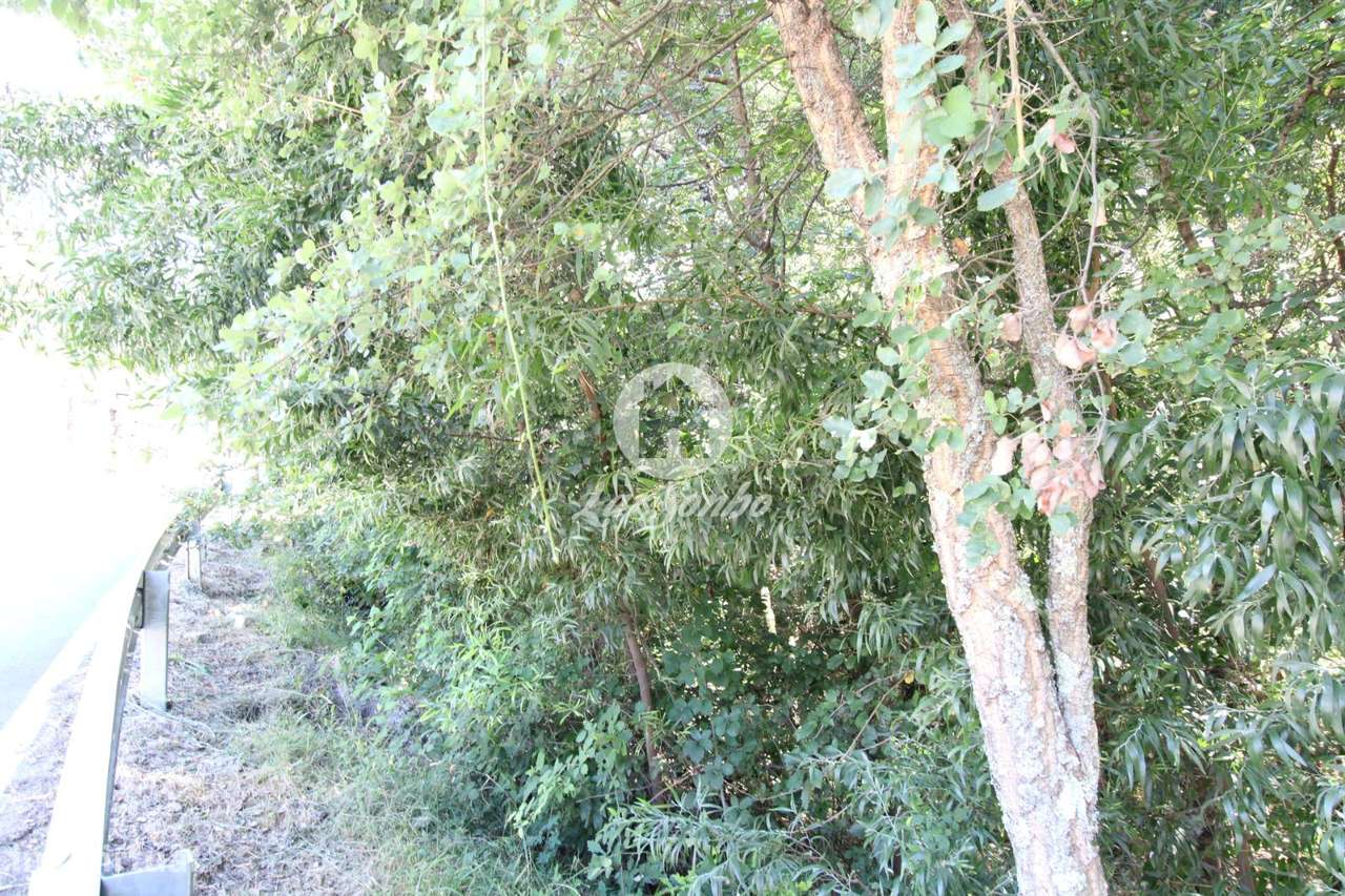 Terreno rustico com 2.650m2 em Terras do Bouro - Grande imagem: 5/6