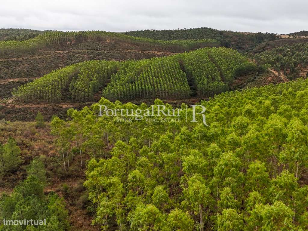 Herdade de 44 ha com eucaliptos, pinhal e terreno para plantação - Grande imagem: 5/36