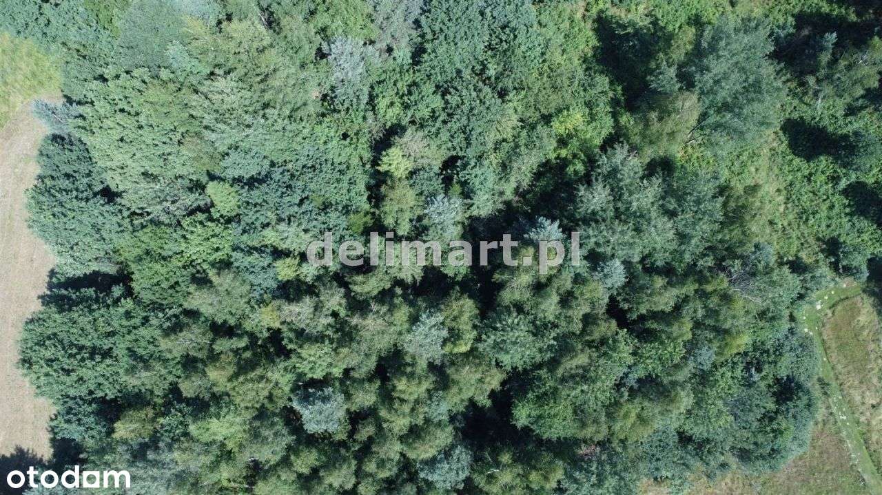 Działka 28 ar w miejscowości Dobra - Pełny obrazek: 4/6