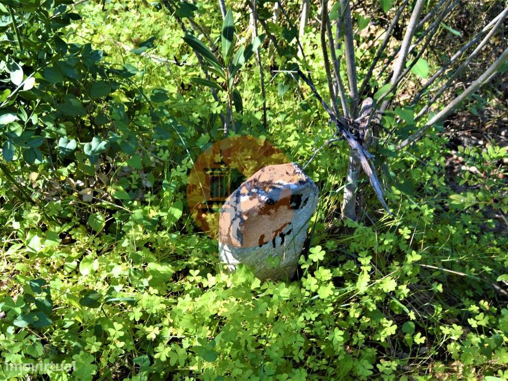 Terreno Rústico junto a Ribeira, Santa Catarina da Fonte do Bispo - Grande imagem: 3/6