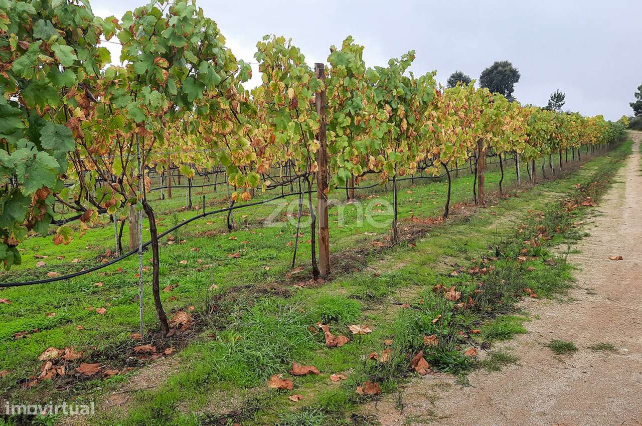 Quinta com produção vinícola em Baião, Portugal - Grande imagem: 5/9