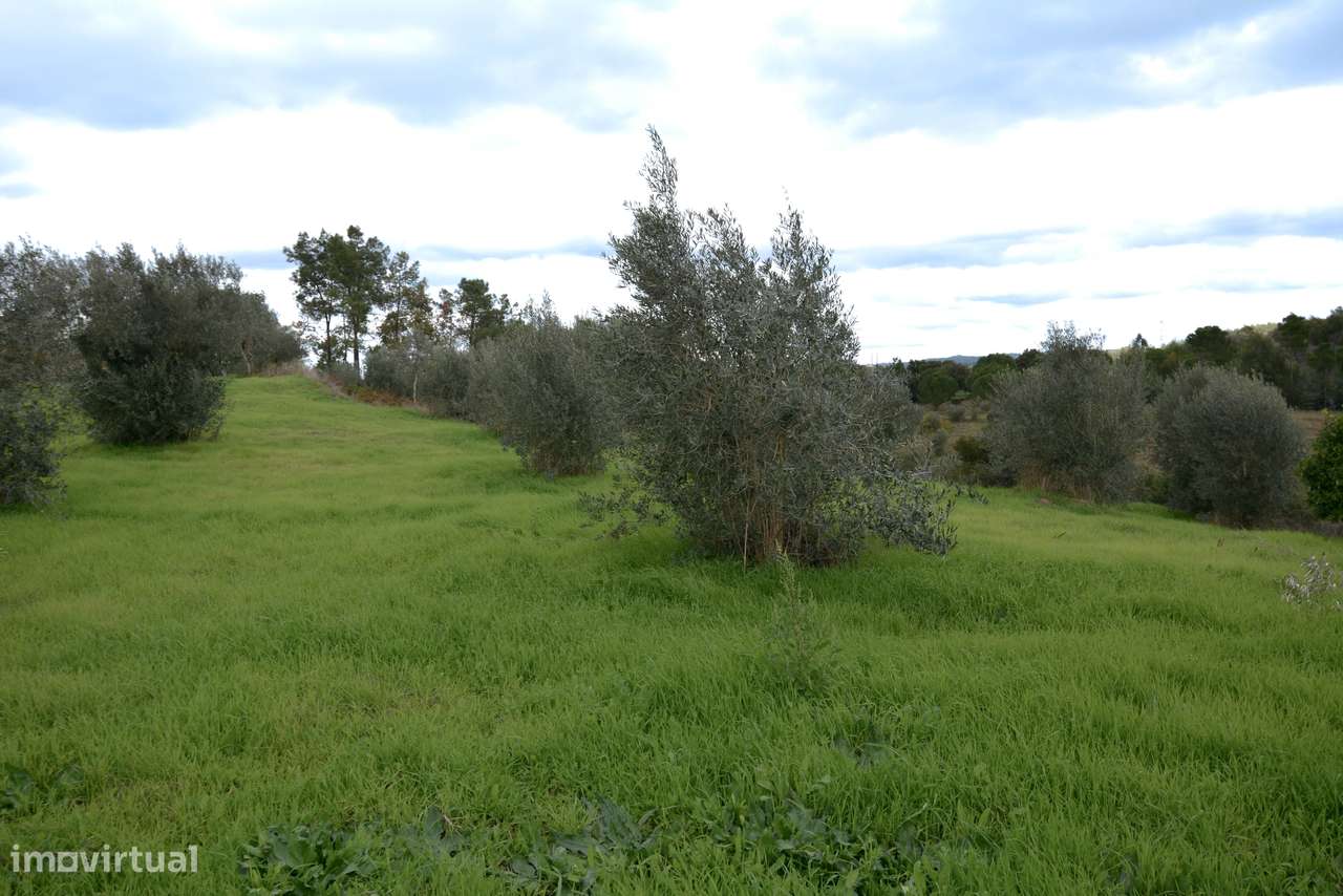 Terreno  Venda em Asseiceira,Tomar-7